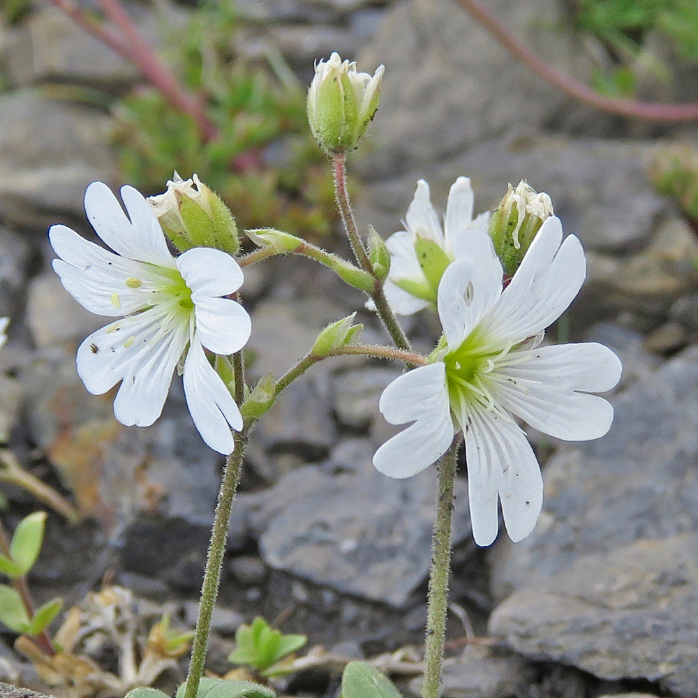 Gewöhnliches Alpen-Hornkraut / Cerastium alpinum