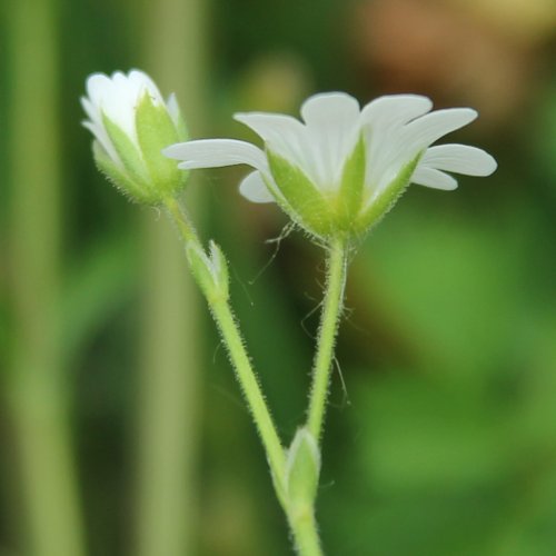 Acker-Hornkraut / Cerastium arvense