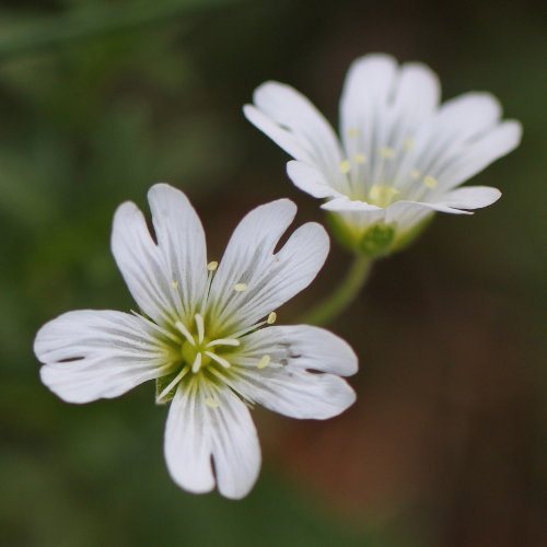 Aufrechtes Acker-Hornkraut / Cerastium arvense ssp. strictum