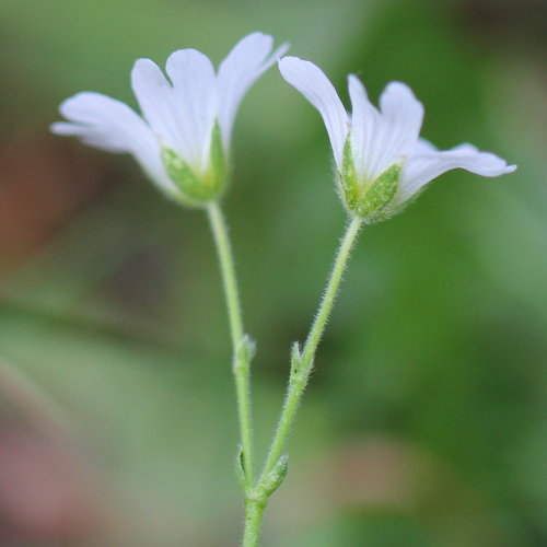 Aufrechtes Acker-Hornkraut / Cerastium arvense ssp. strictum