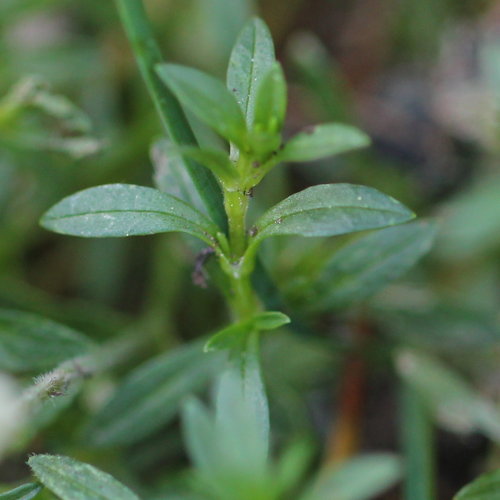 Aufrechtes Acker-Hornkraut / Cerastium arvense ssp. strictum