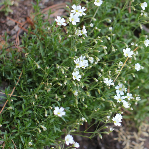 Aufrechtes Acker-Hornkraut / Cerastium arvense ssp. strictum