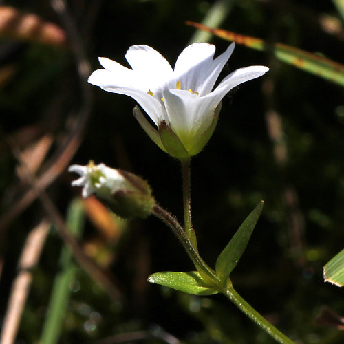 Dreigriffliges Hornkraut / Cerastium cerastoides