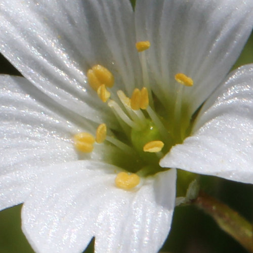 Dreigriffliges Hornkraut / Cerastium cerastoides