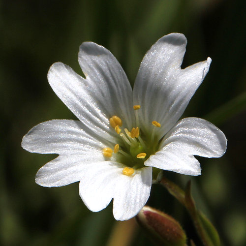 Dreigriffliges Hornkraut / Cerastium cerastoides