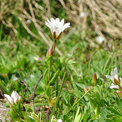 Dreigriffliges Hornkraut / Cerastium cerastoides