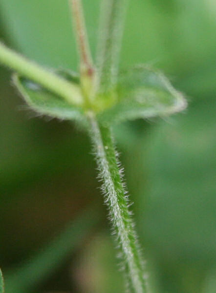 Gewöhnliches Hornkraut / Cerastium fontanum subsp. vulgare