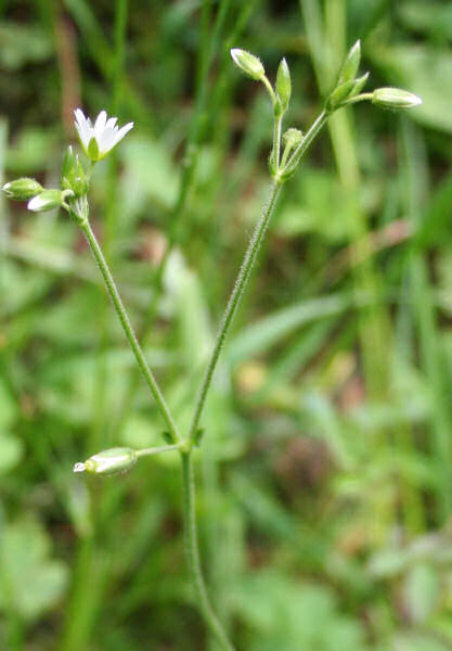 Gewöhnliches Hornkraut / Cerastium fontanum subsp. vulgare