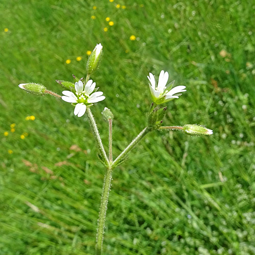 Gewöhnliches Hornkraut / Cerastium fontanum subsp. vulgare