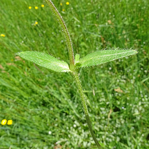 Gewöhnliches Hornkraut / Cerastium fontanum subsp. vulgare