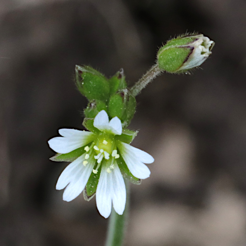 Gewöhnliches Hornkraut / Cerastium fontanum subsp. vulgare