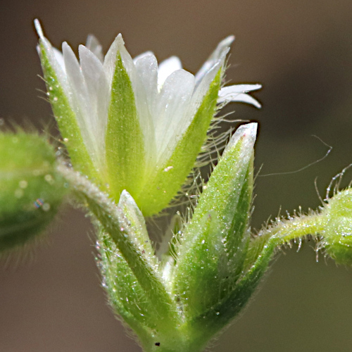 Gewöhnliches Hornkraut / Cerastium fontanum subsp. vulgare