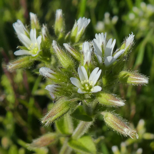 Knäuel-Hornkraut / Cerastium glomeratum