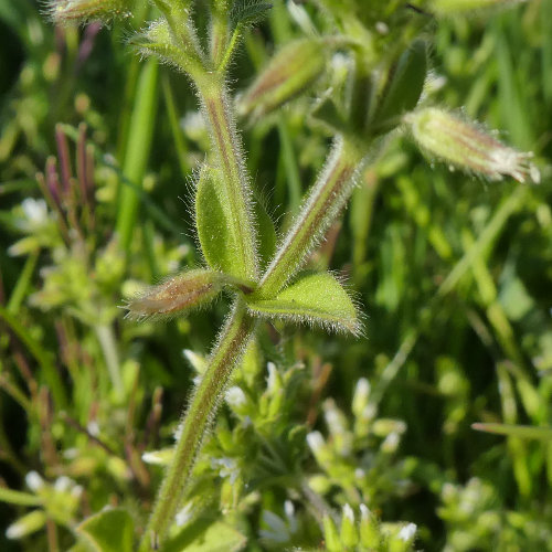 Knäuel-Hornkraut / Cerastium glomeratum