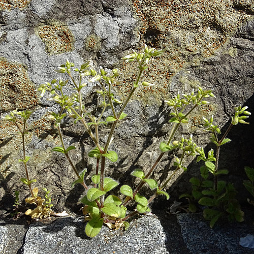 Knäuel-Hornkraut / Cerastium glomeratum