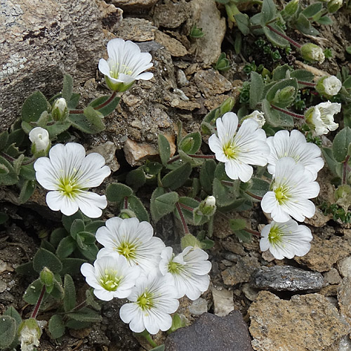 Breitblättriges Hornkraut / Cerastium latifolium