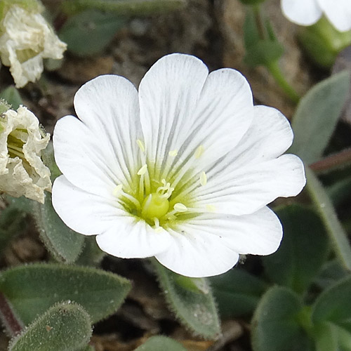 Breitblättriges Hornkraut / Cerastium latifolium