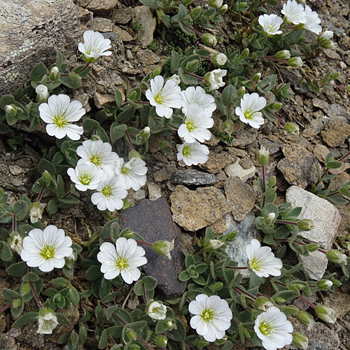 Breitblättriges Hornkraut / Cerastium latifolium