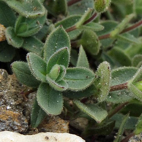 Breitblättriges Hornkraut / Cerastium latifolium