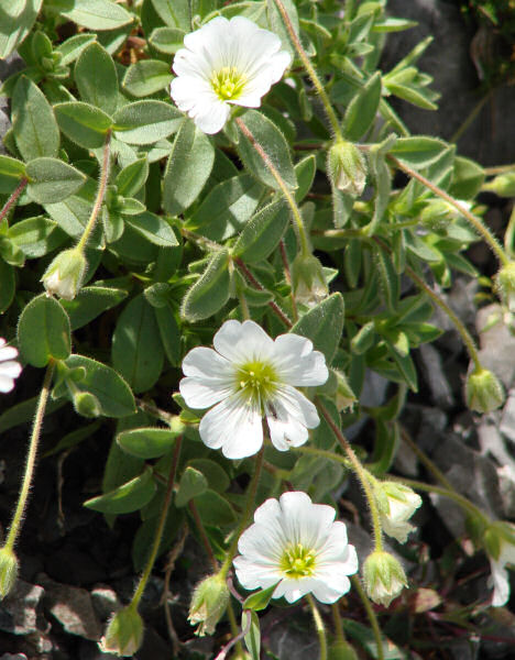 Langstieliges Hornkraut / Cerastium pedunculatum