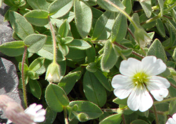 Langstieliges Hornkraut / Cerastium pedunculatum