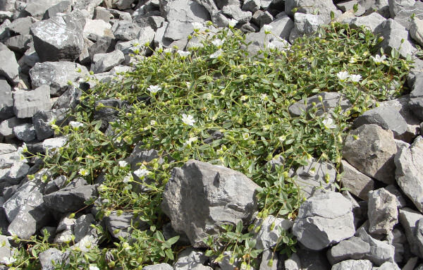 Langstieliges Hornkraut / Cerastium pedunculatum