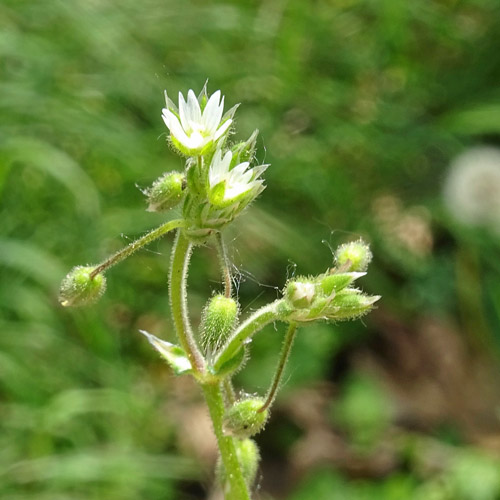 Sand-Hornkraut / Cerastium semidecandrum