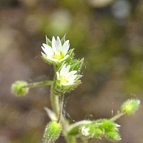 Sand-Hornkraut / Cerastium semidecandrum