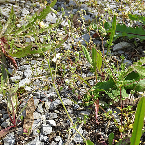 Sand-Hornkraut / Cerastium semidecandrum