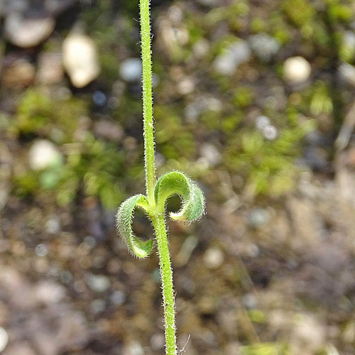 Sand-Hornkraut / Cerastium semidecandrum