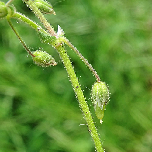 Sand-Hornkraut / Cerastium semidecandrum