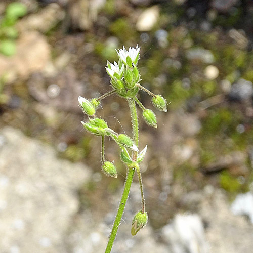 Sand-Hornkraut / Cerastium semidecandrum