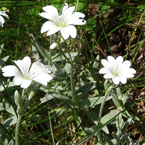 Filziges Hornkraut / Cerastium tomentosum