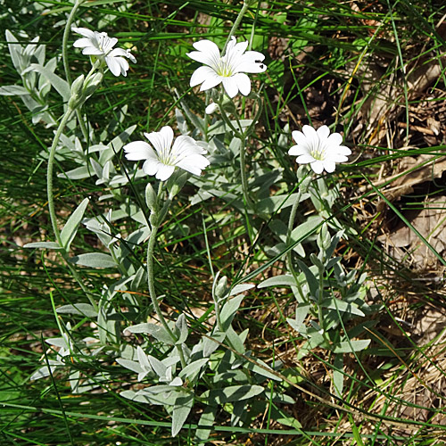 Filziges Hornkraut / Cerastium tomentosum