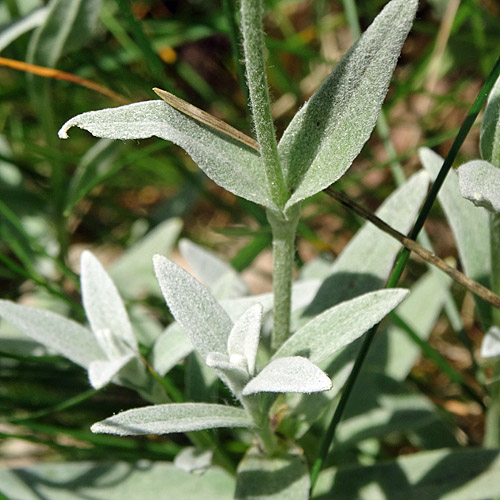 Filziges Hornkraut / Cerastium tomentosum
