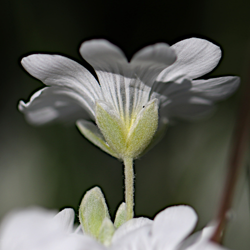 Filziges Hornkraut / Cerastium tomentosum