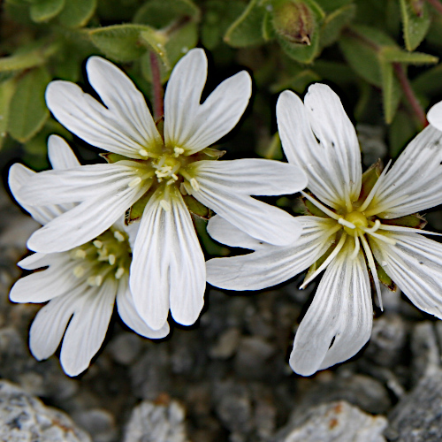 Einblütiges Hornkraut / Cerastium uniflorum