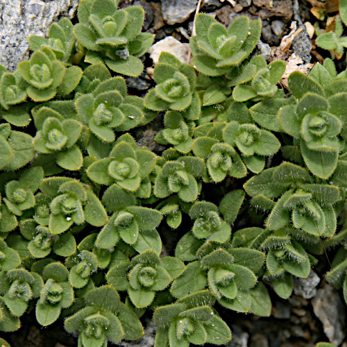 Einblütiges Hornkraut / Cerastium uniflorum