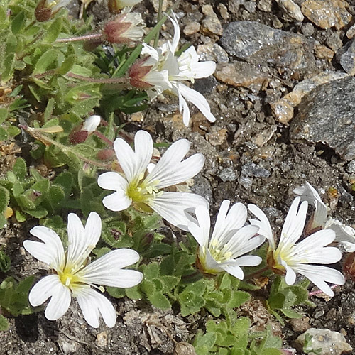 Einblütiges Hornkraut / Cerastium uniflorum