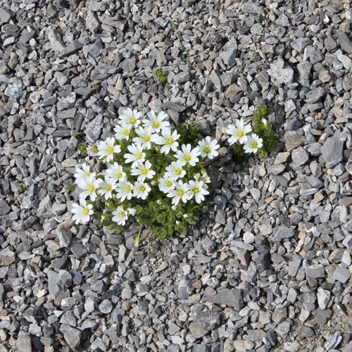 Einblütiges Hornkraut / Cerastium uniflorum