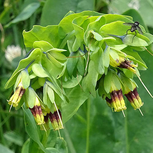 Alpen-Wachsblume / Cerinthe glabra