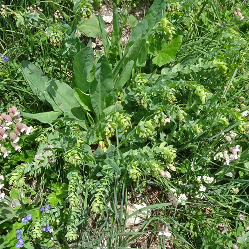 Alpen-Wachsblume / Cerinthe glabra