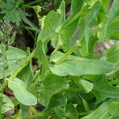 Alpen-Wachsblume / Cerinthe glabra