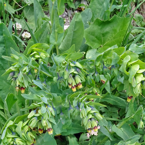 Alpen-Wachsblume / Cerinthe glabra