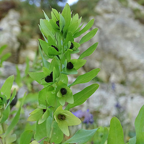 Alpen-Wachsblume / Cerinthe glabra