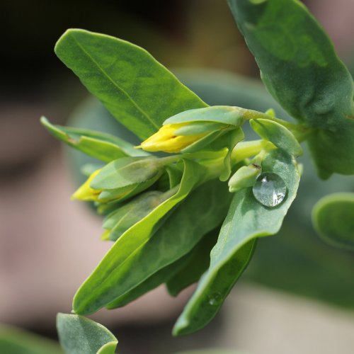 Kleine Wachsblume / Cerinthe minor