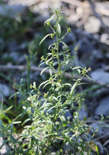 Kleines Leinkraut / Chaenorrhinum minus