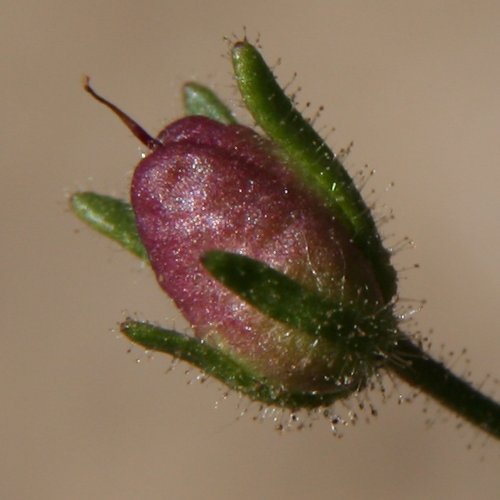 Kleines Leinkraut / Chaenorrhinum minus