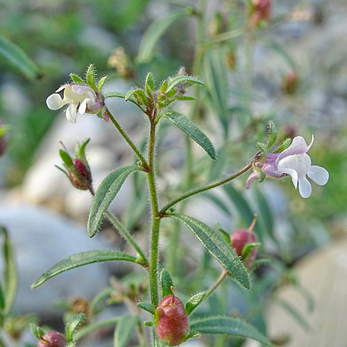 Kleines Leinkraut / Chaenorrhinum minus