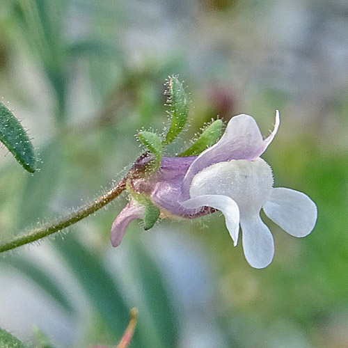 Kleines Leinkraut / Chaenorrhinum minus